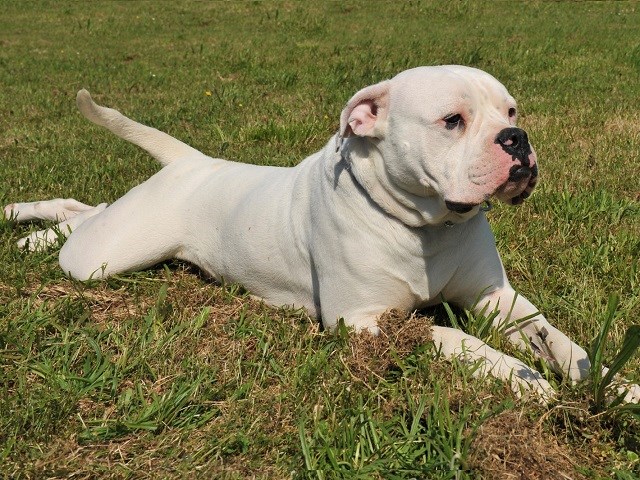 American bulldog sale cross for sale